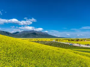 門源百里油菜花海
