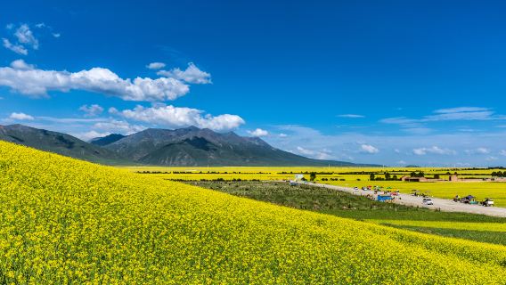 門源百里油菜花海