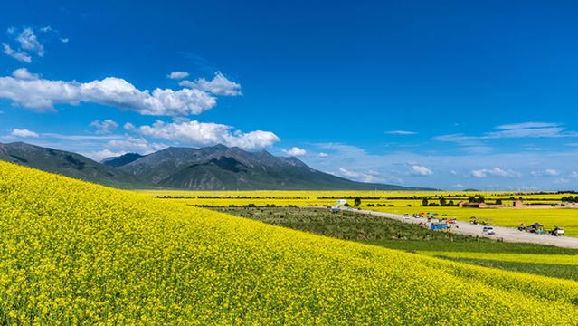 Menyuan Rapeseed Flower Field