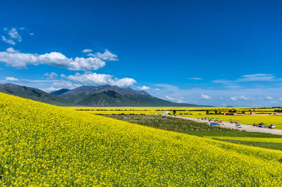 Menyuan Rapeseed Flower Field