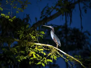 Objek Wisata Malam populer di Amazonas