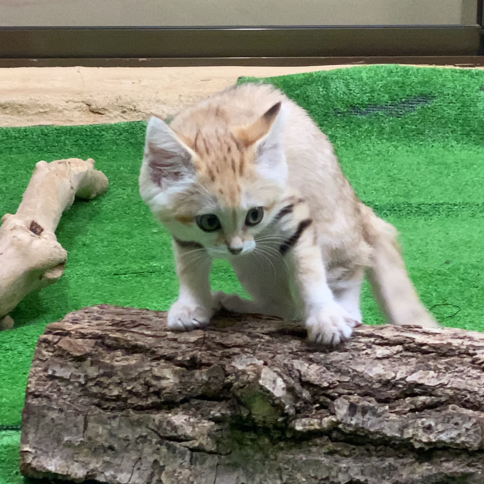 Nasu Animal Kingdom/Tochigi Prefecture

Come see Amira, the baby sand cat.
When I visited in June 2020, she was so mischievous it was hard to capture her on camera. I hope she grows up healthy!
#EastJapan