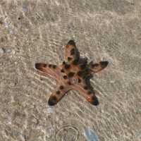 Starfish Island, Palawan