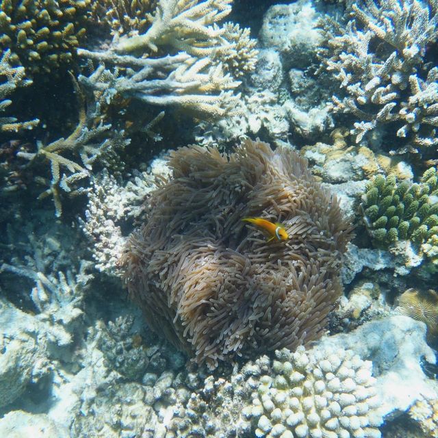 【 水清見底的馬爾代夫海洋 】