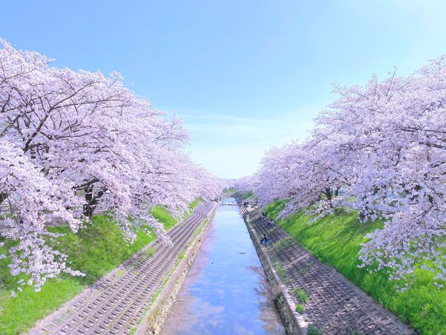 佐保川沿い〜