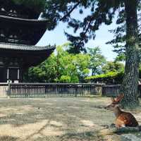 奈良　隅研吾氏設計のリゾートホテル