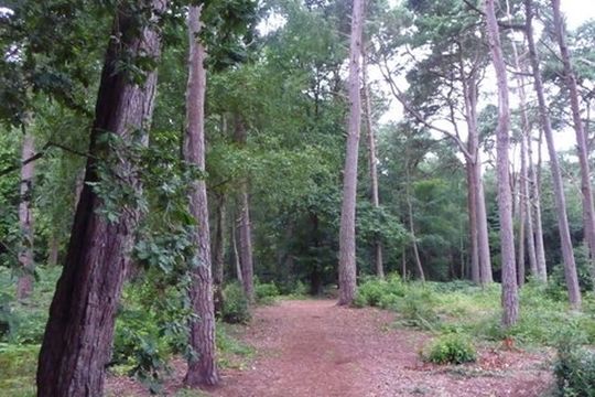 Branksome Park Wood