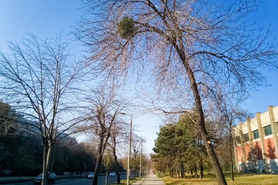 Заповедник Гринвуд