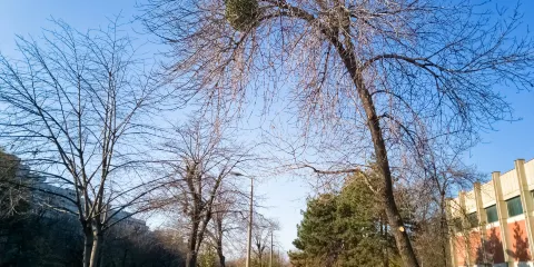 格林伍德保護區