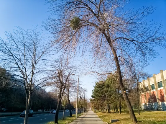 鹿湖 飛 西雅圖