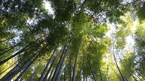 Shunan Zhuhai (“South Sichuan Bamboo Sea”) National Park