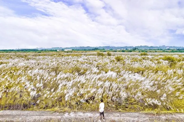 台南大內橋 芒草