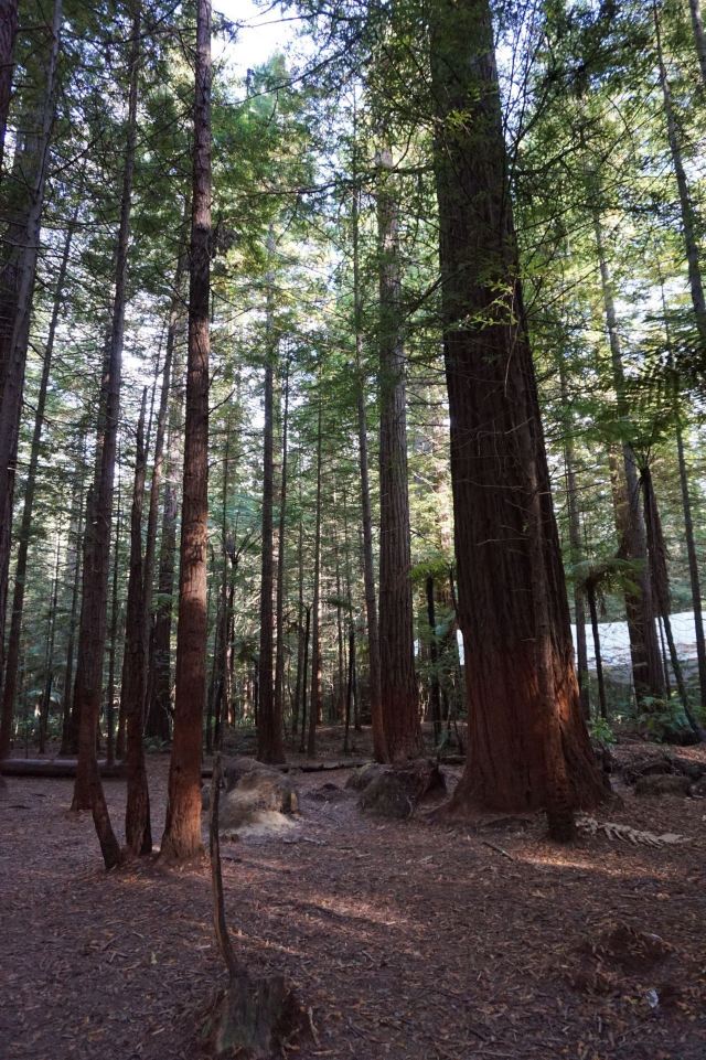 Redwoods, Whakarewarewa Forest