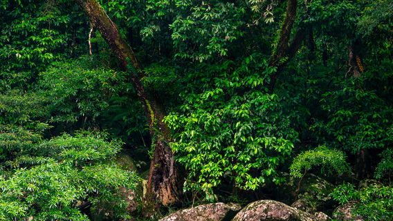 Rainforest Adventures in Cairns