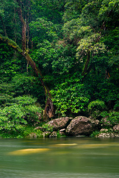 Rainforest Sightseeing in Cairns