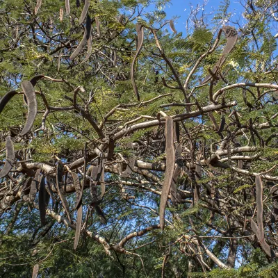 Апартаменты в г. Коломбо