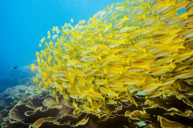 Scuba Diving in El Nido