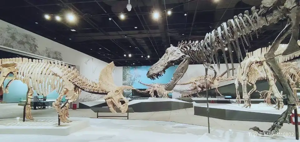 3_Chengdu Natural History Museum