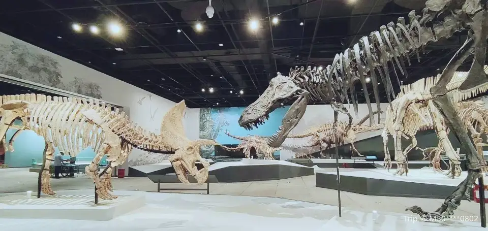 3_Chengdu Natural History Museum