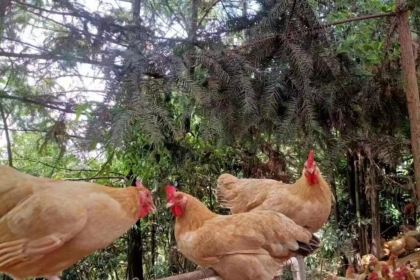 泰宝酒店(灯塔盆地店)·餐厅