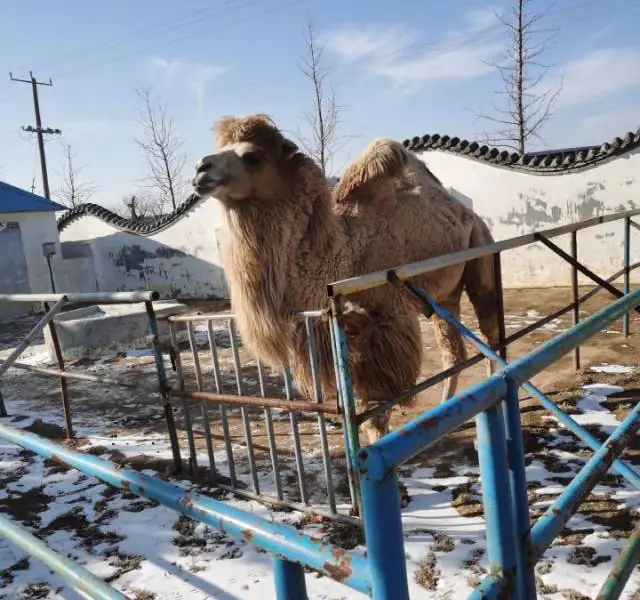 馬家莊動物園