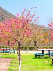 良山櫻花觀賞園