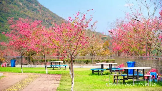 良山櫻花觀賞園