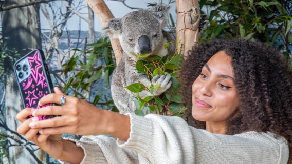 悉尼藍山國家公園+費瑟戴爾動物園一日遊中文11人團/上門接