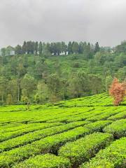 Kebun Teh Puncak Bogor