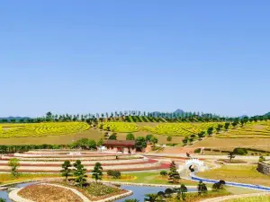 Tea Country Flower Sea