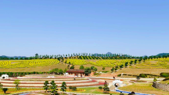 Tea Country Flower Sea