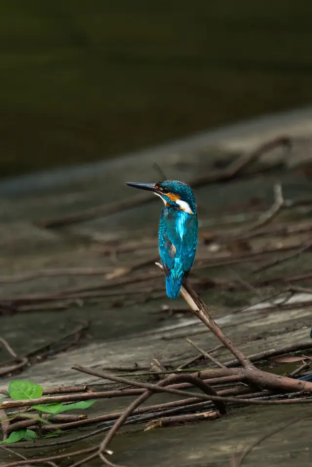 Bird Watching in Baiyun Mountain