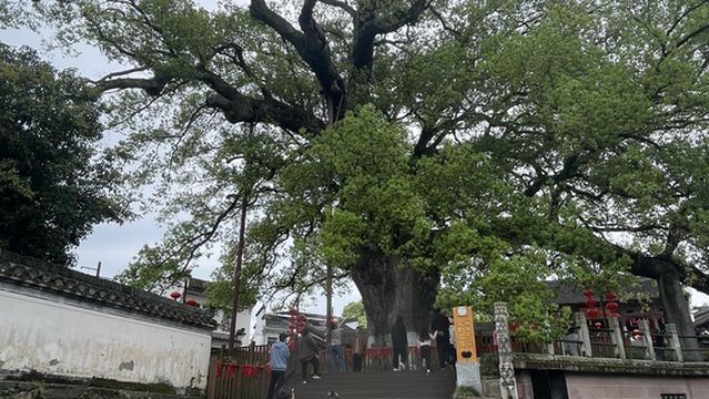 Millennium-Old Camphor Tree