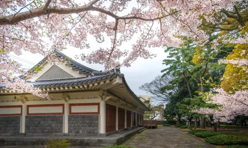 Cherry Blossom Viewing in Jeju