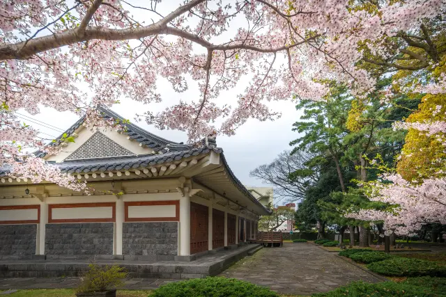Cherry Blossom Viewing in Jeju