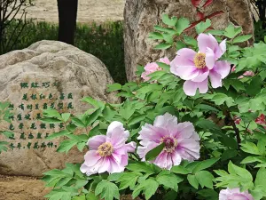 Sui and Tang Dynasty Town Botanic Gardens