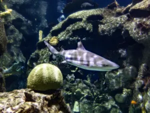Shark Reef at Mandalay Bay