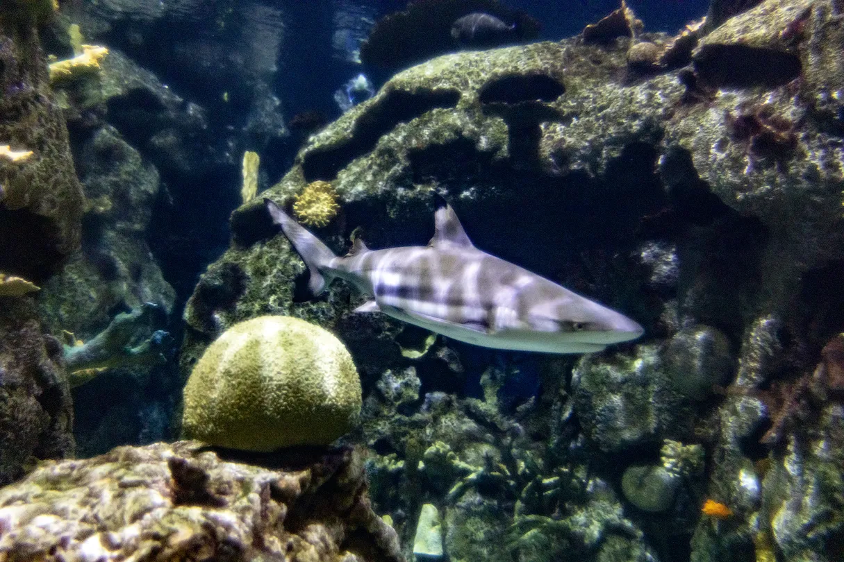3_Shark Reef Aquarium at Mandalay Bay