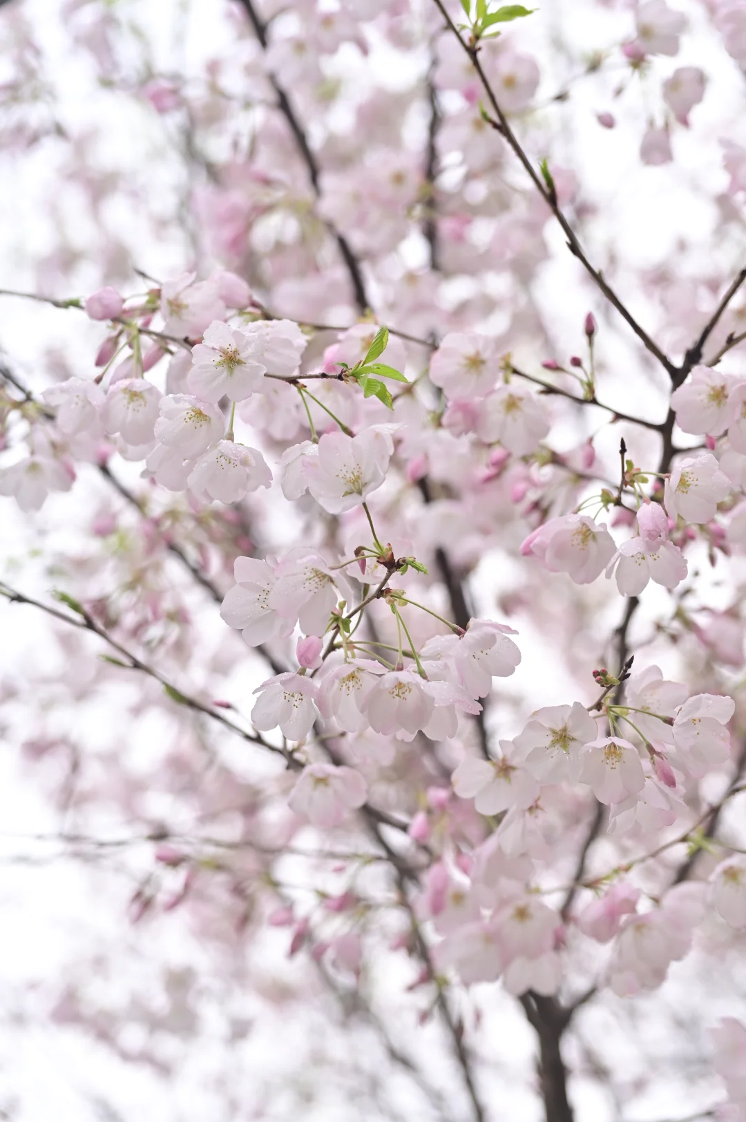 2026湖南省植物園“春之歌”花展暨第二十二屆櫻花季 | 長沙