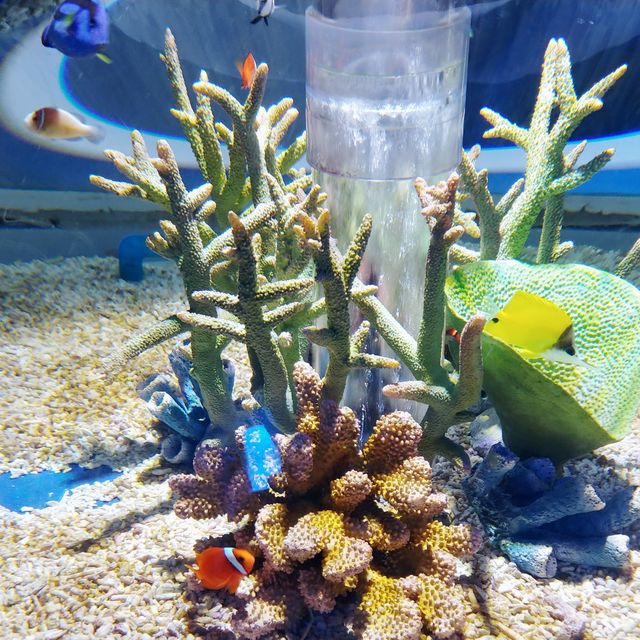 大阪親子遊 海遊館