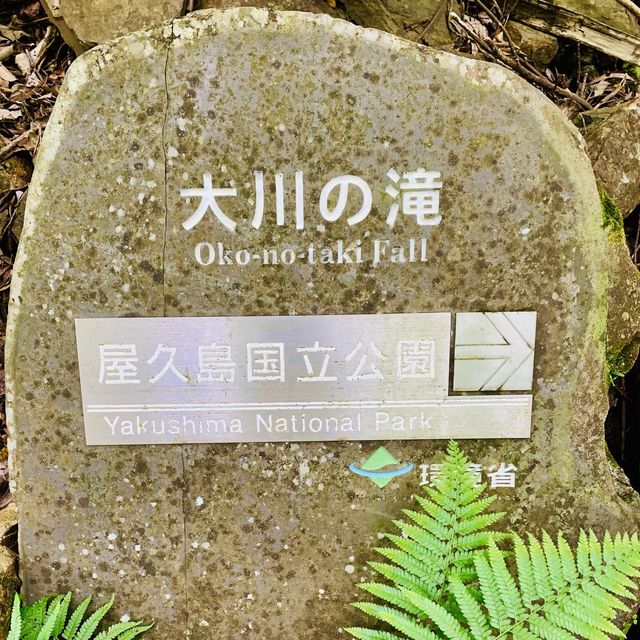 【屋久島】大川の滝