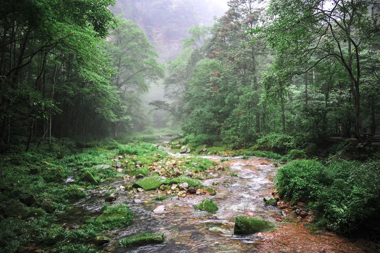 4_Golden Whip Stream