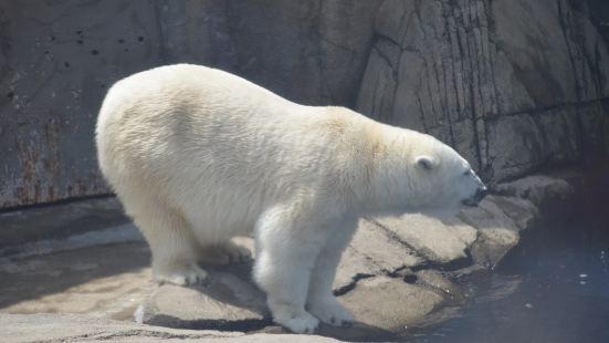 在這裡能夠同時参觀動物園和水族館，雖然兩個的規模都不大，但是