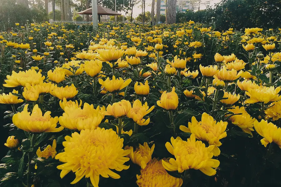 WanZiQianHong Botanical Garden