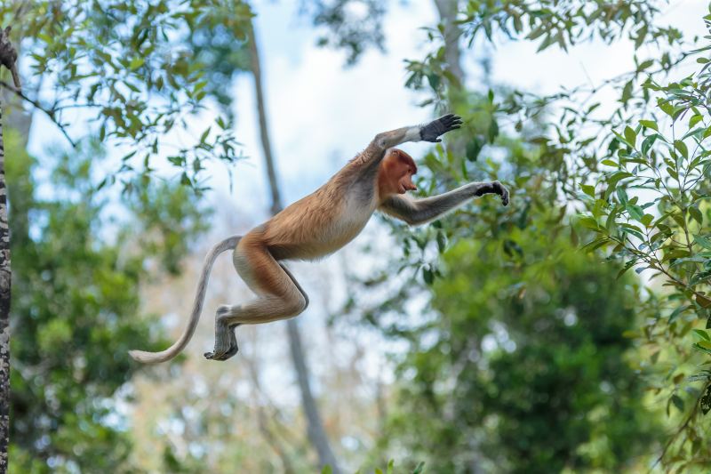 Labuk Bay Proboscis Monkey Sanctuary - Entrance