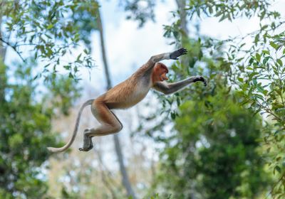 Labuk Bay Proboscis Monkey Sanctuary