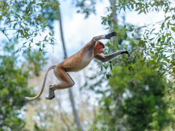 Labuk Bay Proboscis Monkey Sanctuary - Entrance