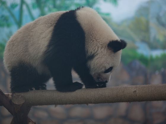 史密森尼國家動物園