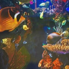 大成海鲜烧烤(打浦桥店) User Photo