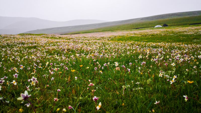 Russian Mouth Flower Seaview Area